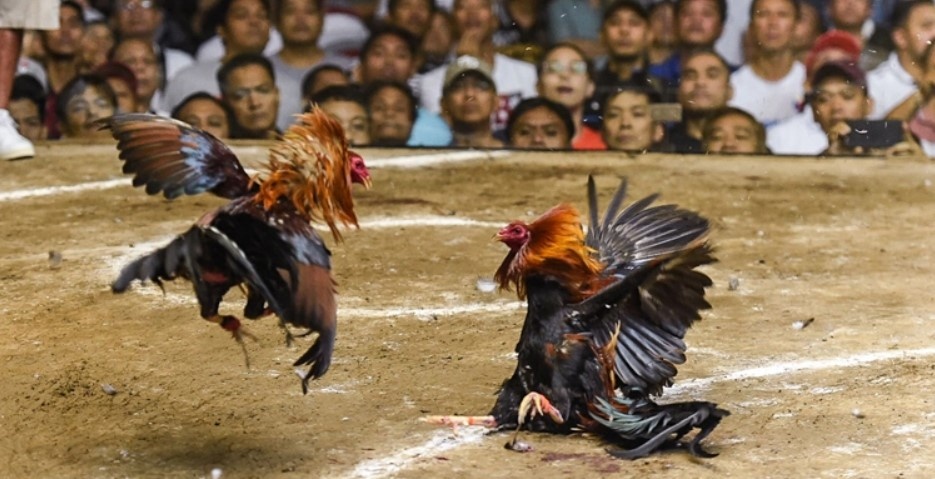 Sơ lược khái niệm về thế đá gà là gì